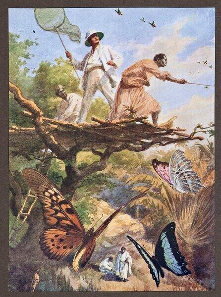 Beautiful Butterflies of the Tropics.jpg