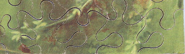 PRIMROSES IN A BERKSHIRE WOOD (SIGNATURE 1).jpg