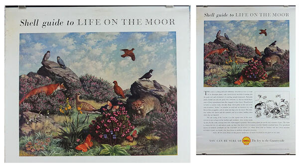 Jigasaurus Shell Guide to Life on the Moor John Leigh Pemberton c1958 2