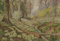 PRIMROSES IN A BERKSHIRE WOOD.jpg