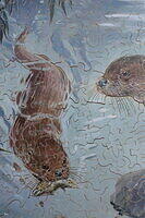 Otters (Detail 1).JPG