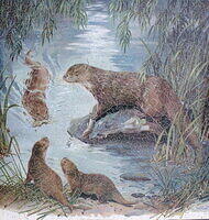 Otters.JPG