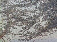 Kreidefelsen (Detail 3).JPG