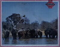 ELEPHANTS 002.JPG