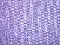 Le champ de tulipes DMS (Reverse).JPG