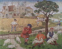 SHEEP SHEARING & REAPING 15TH CENTURY 001.jpg