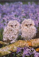 YOUNG TAWNY OWLS 001.jpg
